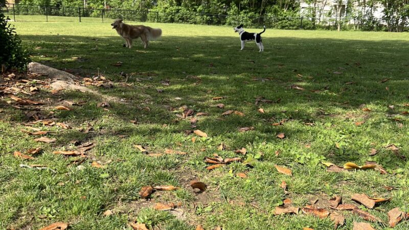 Dog park - Chickamauga, GA