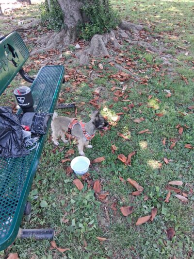 Dog park - Chickamauga, GA