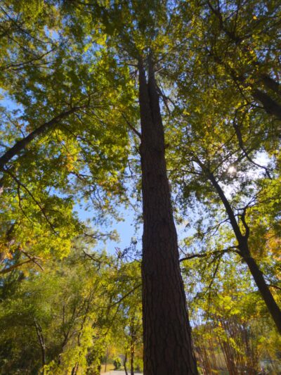Sally West Park - Childersburg, AL