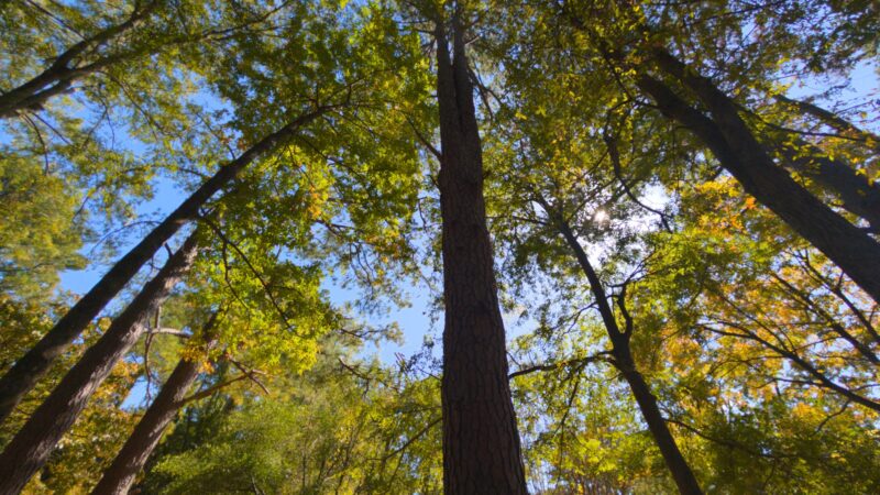 Sally West Park - Childersburg, AL