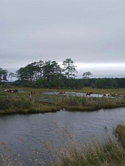 Chincoteague Beach - Chincoteague, VA