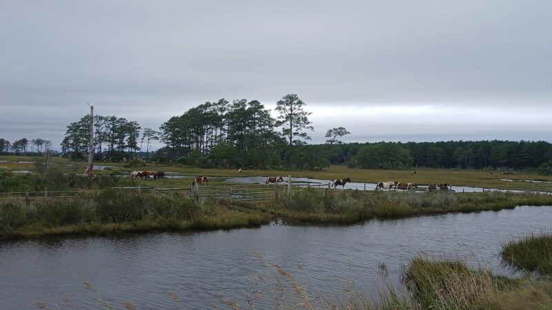 Chincoteague Beach - Chincoteague, VA