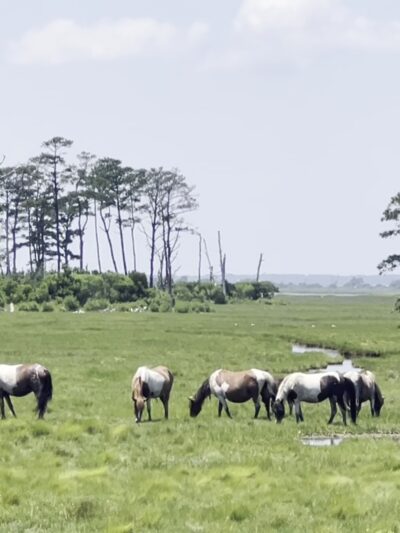 Chincoteague Beach - Chincoteague, VA