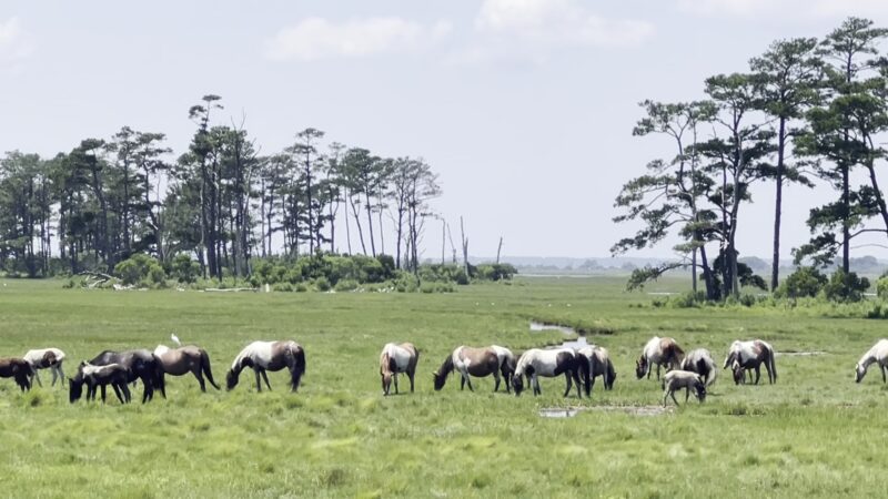 Chincoteague Beach - Chincoteague, VA