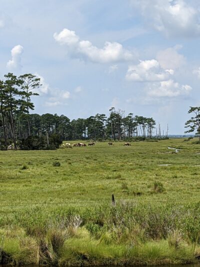 Chincoteague National Wildlife Refuge - Chincoteague, VA