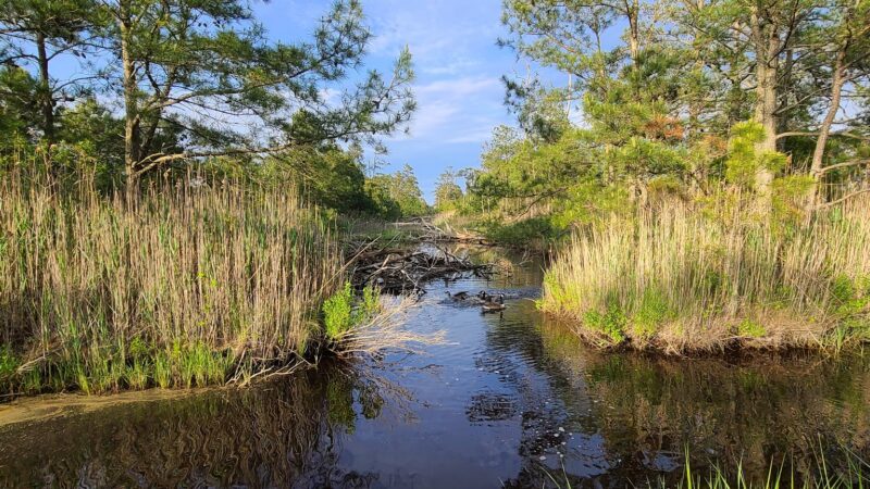 Island Nature Trail - Chincoteague, VA