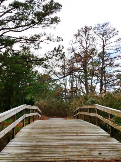 Island Nature Trail - Chincoteague, VA