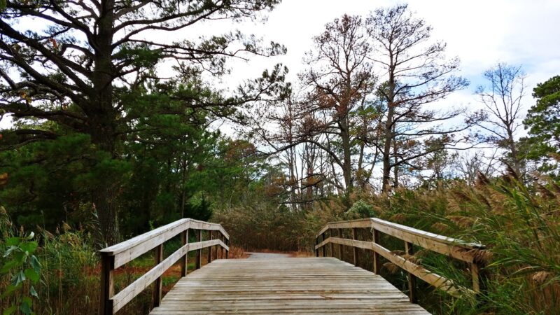 Island Nature Trail - Chincoteague, VA