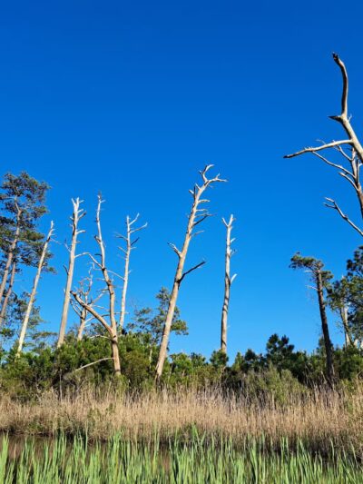 Island Nature Trail - Chincoteague, VA