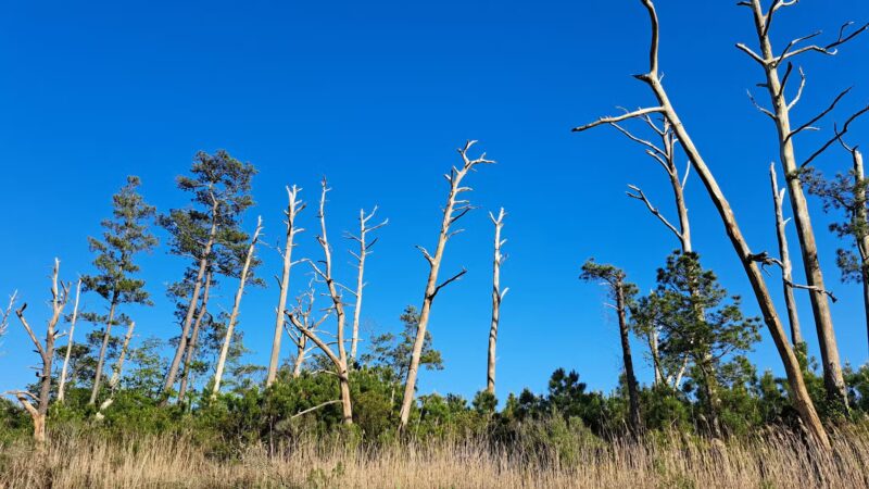 Island Nature Trail - Chincoteague, VA