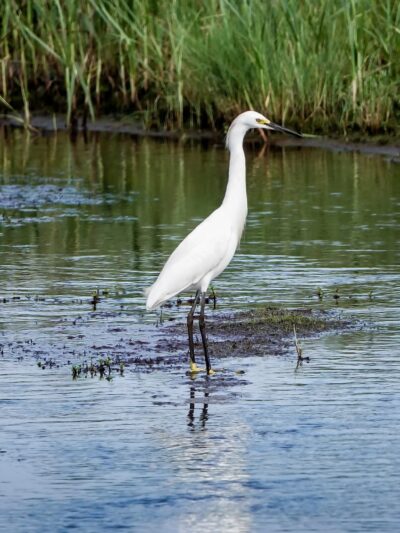 Marsh Trail - Chincoteague, VA