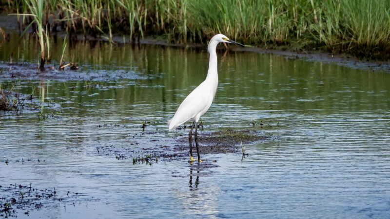Marsh Trail - Chincoteague, VA