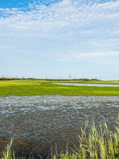 Marsh Trail - Chincoteague, VA