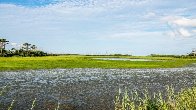 Marsh Trail - Chincoteague, VA