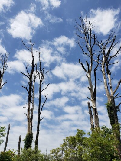 Marsh Trail - Chincoteague, VA