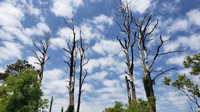 Marsh Trail - Chincoteague, VA