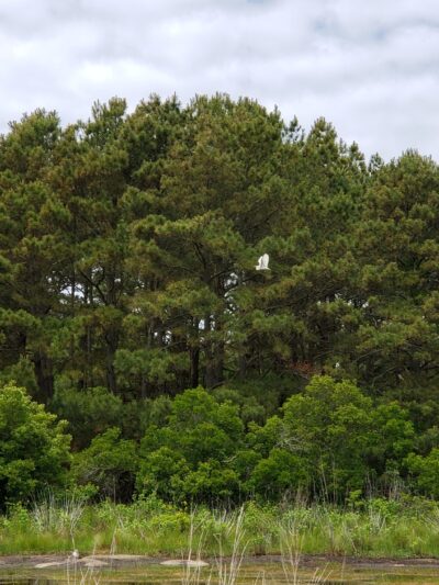 Marsh Trail - Chincoteague, VA