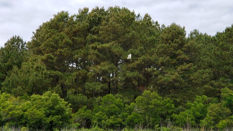 Marsh Trail - Chincoteague, VA