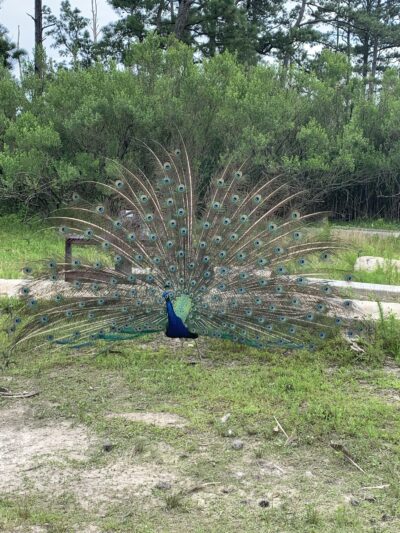 Pine Grove Campground - Chincoteague, VA
