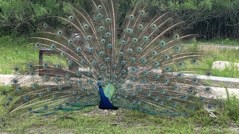 Pine Grove Campground - Chincoteague, VA
