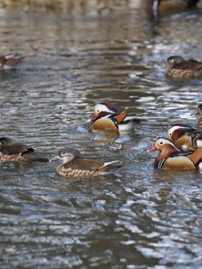 Pine Grove Campground - Chincoteague, VA
