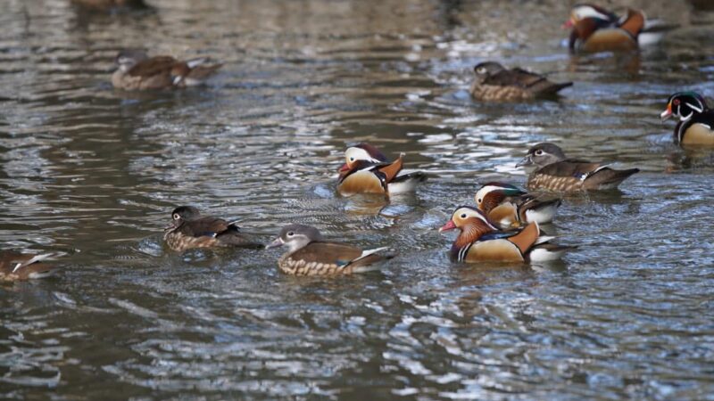 Pine Grove Campground - Chincoteague, VA