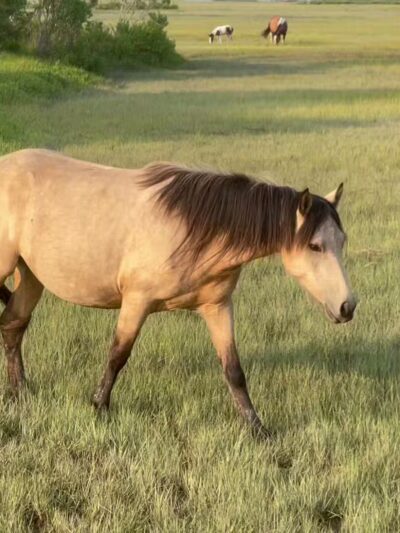 Snug Harbor Marina & Resort - Chincoteague, VA