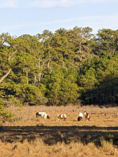 Woodland Trail Overlook - Chincoteague, VA