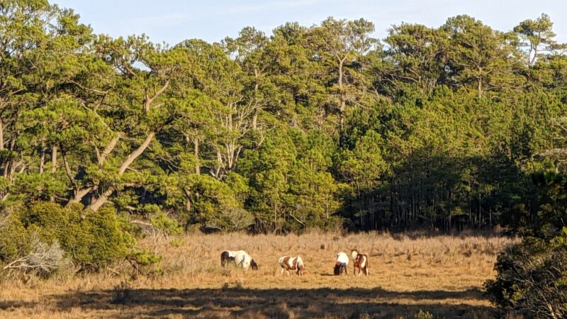 Woodland Trail Overlook - Chincoteague, VA