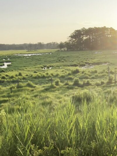 Woodland Trail Overlook - Chincoteague, VA