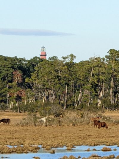 Woodland Trail Overlook - Chincoteague, VA