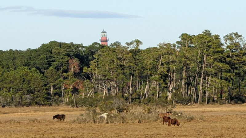 Woodland Trail Overlook - Chincoteague, VA