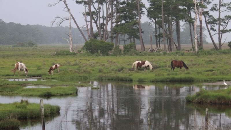 Woodland Trail Overlook - Chincoteague, VA