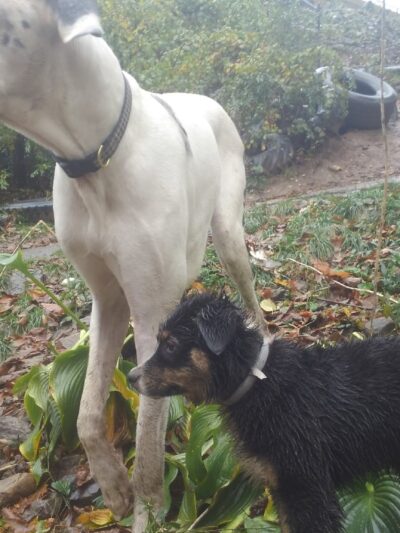 Critter Sitters CNY - Chittenango, NY