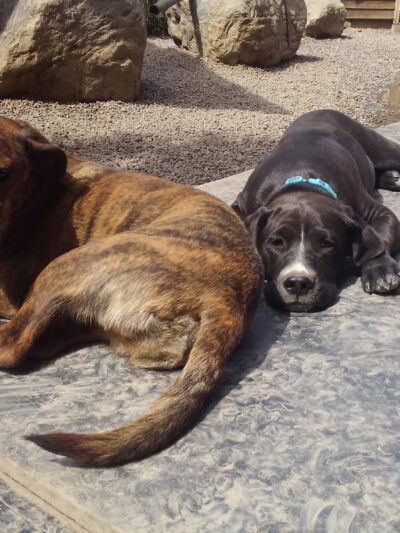 Critter Sitters CNY - Chittenango, NY