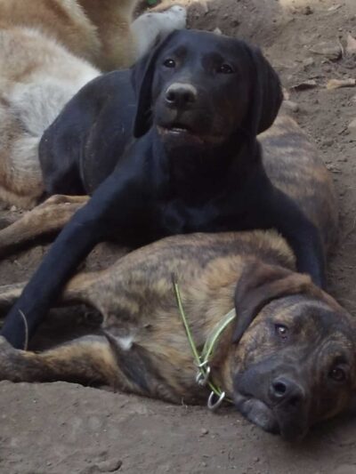 Critter Sitters CNY - Chittenango, NY