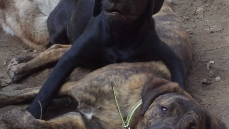 Critter Sitters CNY - Chittenango, NY