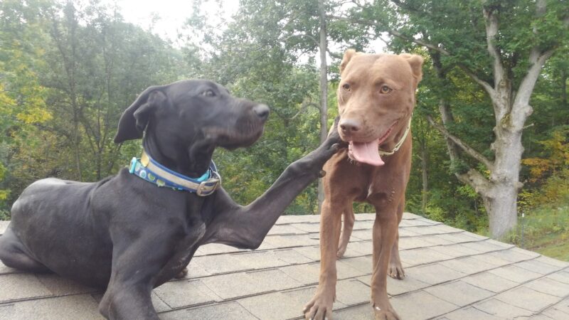 Critter Sitters CNY - Chittenango, NY