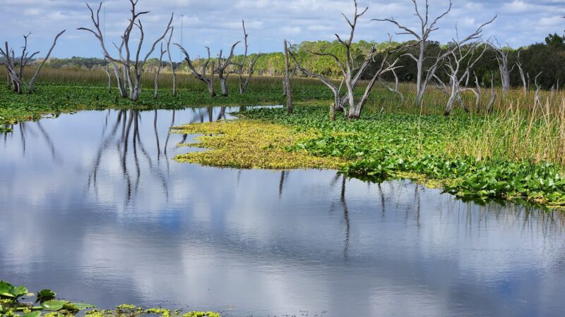 Orlando Wetlands - Christmas, FL