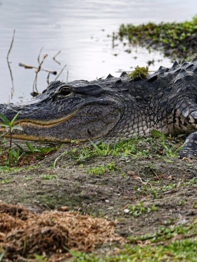 Orlando Wetlands - Christmas, FL