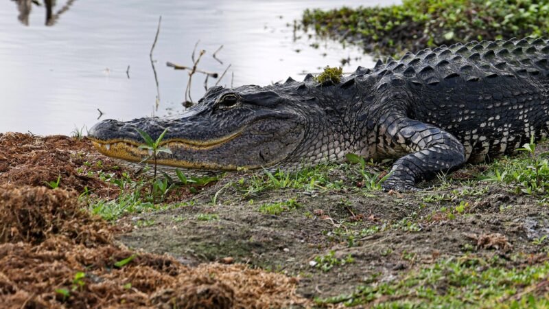Orlando Wetlands - Christmas, FL