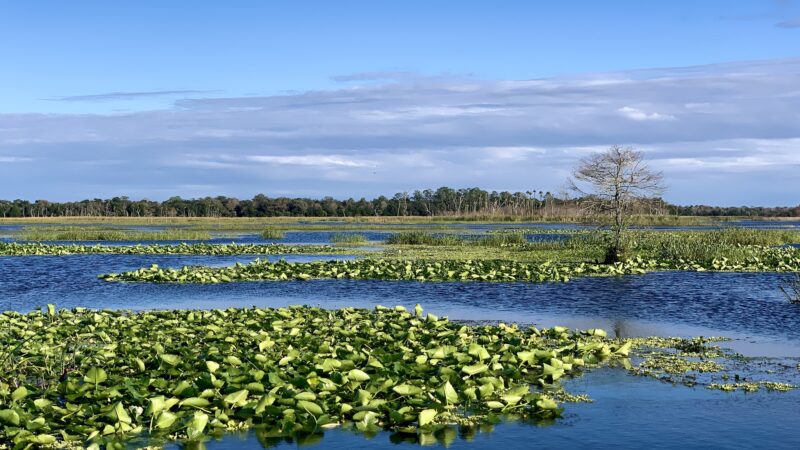 Orlando Wetlands - Christmas, FL