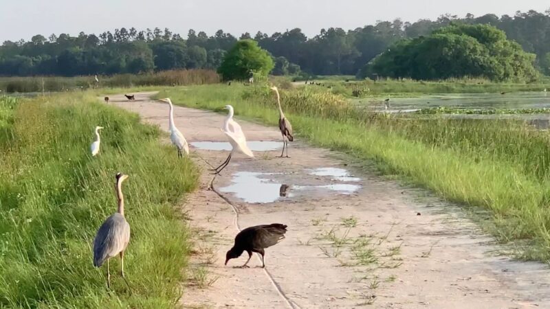 Orlando Wetlands - Christmas, FL
