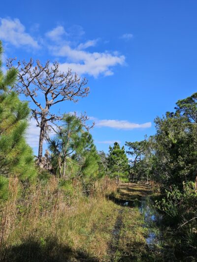 Savage Christmas Creek Preserve - Christmas, FL