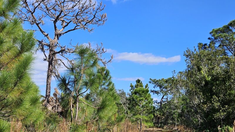 Savage Christmas Creek Preserve - Christmas, FL