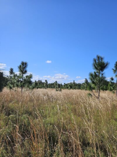 Savage Christmas Creek Preserve - Christmas, FL
