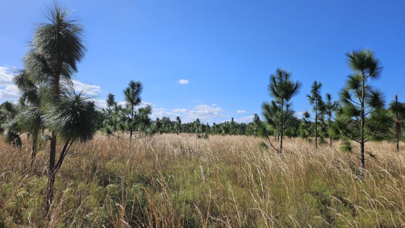 Savage Christmas Creek Preserve - Christmas, FL