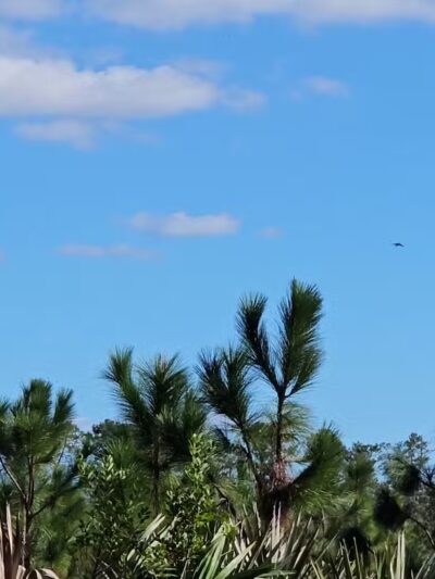 Savage Christmas Creek Preserve - Christmas, FL