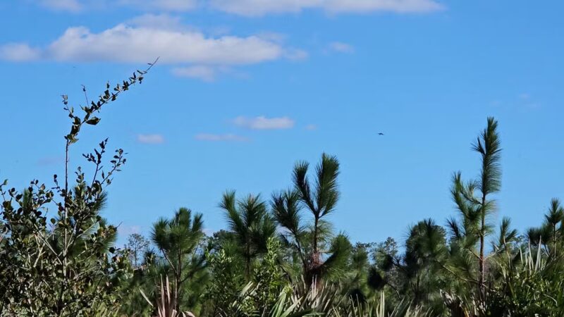 Savage Christmas Creek Preserve - Christmas, FL