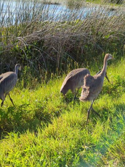Seminole Ranch Conservation Area - Christmas, FL